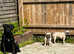 Gorgeous black Boerboel female 10 months old. NABBA pedigree. Payment plan possible