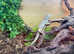 Pair of Angle Headed Forest Dragons at Birmingham Reptiles