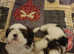 Two lovely shih tzu female puppies & One male puppie