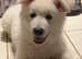 Pups available from fully health tested parents Kc registered