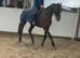Beautiful big bay allrounder gelding