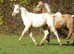 American Quarter Horse Colt