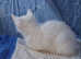 British shorthair x ragdoll