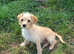 Golden Male Jack-A-Poo Puppy