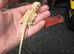 Baby bearded dragons