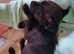 Chihuahua cross jack Russell for sale