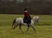 Breed in the purple Welsh section B mare