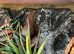 Breeding pair of Major Skinks with exo terra vivarium