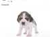 Beautiful beagle puppies for sale