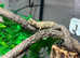 Rarely Available Pair of Brygooi Pygmy Chameleons