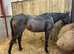 Flashy, 15.2 TB mare