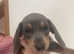 Miniature Dachshund pup