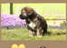 Beautiful Caucasian shepherd x puppies