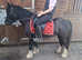 Poppy 13hh cob mare