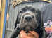 Cane Corso Italian Mastiff Girl Pups. Vaccinated. Ready NOW!