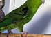 Baby Green Linolated Parakeets,16