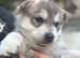 Husky x Malamute