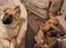 Chunky adorable German shepherd pups