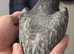 Beautiful pair of OPAL pigeons