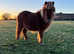 Beautiful miniature shetland filly