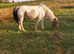 Welsh cross mare