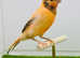 Canaries