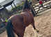 Rising 3 Welsh Section D Mare