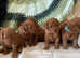 Adorable KC Reg Toy Poodles