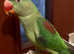 Stunning young alexandrine parrot