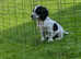 Cocker spaniels