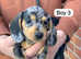 Miniature dachshund puppies