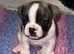2 left health French bulldogs from boas scored parents