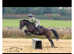 16hh 8year old Tb Mare