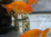 Fancy goldfish