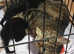 CROSS BENGAL KITTENS FOR SALE