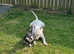 English bull terrier x exotic bully pups