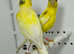 Beautiful pair of Razza canaries for sale