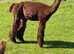 Brown Suri Alpaca Stud Male