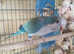Turquoise/Blue Quaker Parrot