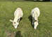 A lovely pair of MMDA jennies