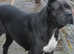 ** Kangal x Cane Corso - One Puppy only **