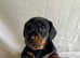 Miniature Dachshund Black & Tan Boy Puppy