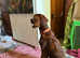 Stunning 1year old female /Male not related 9 Month old
