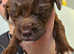 Beautiful puppies