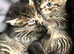 Stunning Bengal x Siberian kittens ready now for loving new homes