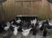 POL Pullets
