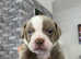 Old English bulldogs puppies for sale.