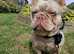 Stud Kc registered isabella new shade French bulldog
