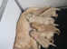 Golden retriever puppies