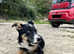 Sheepdog x